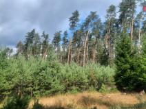 Prodej lesa, Březovice, 108447 m2
