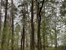 Prodej lesa, Hradiště, 5650 m2