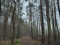 Prodej podílu lesa, Břehy, 5148 m2