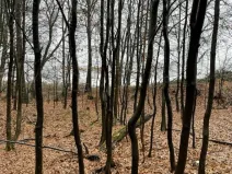 Prodej lesa, Velká Polom, 3834 m2