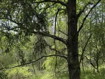 Prodej podílu pozemku, Suchdol, 9027 m2