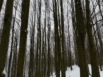 Prodej lesa, Starý Jičín, 12582 m2