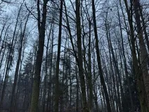 Prodej pozemku, Třebechovice pod Orebem, 14875 m2