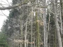 Prodej lesa, Ochoz, 1833 m2