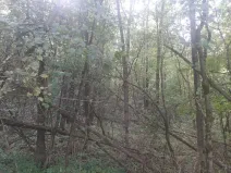 Prodej lesa, Bohuslavice, 11442 m2