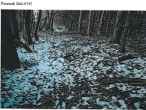 Prodej lesa, Tis, 906 m2