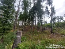 Prodej lesa, Pelhřimov, 11380 m2