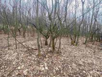 Prodej pozemku, Třebenice - Medvědice, 4154 m2