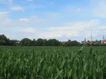 Dražba pole, Tovačov, 903 m2