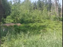 Prodej podílu lesa, Popelín, 10176 m2