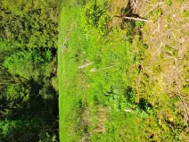 Prodej podílu lesa, Smilovy Hory, 19284 m2