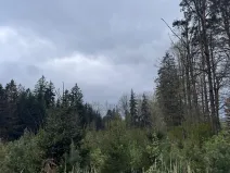 Prodej podílu lesa, Čížkov, 1076 m2