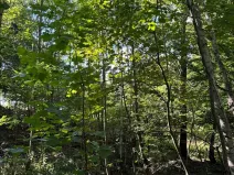 Prodej lesa, Boháňka, 3705 m2