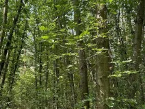 Prodej podílu lesa, Pardubice, 9649 m2