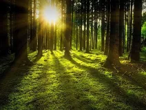 Prodej lesa, Lišany, 5889 m2