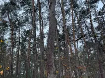 Prodej podílu lesa, Poříčany, 7349 m2