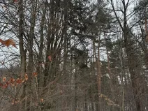 Prodej lesa, Malá Bystřice, 54751 m2