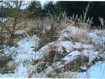 Prodej lesa, Červená Řečice, 1152 m2