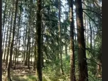 Prodej lesa, Červená Řečice, 52 m2