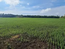 Pronájem komerčního pozemku, Kosoř, 16090 m2