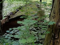 Prodej chaty, Kamenný Přívoz - Hostěradice, 12 m2