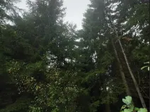 Prodej lesa, Otín, 213 m2