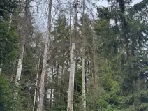 Prodej lesa, Mrákov, 34704 m2