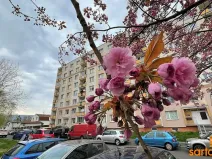 Pronájem bytu 1+1, Ústí nad Labem, Zahradní, 33 m2