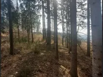 Prodej lesa, Dolní Hořice, 8003 m2