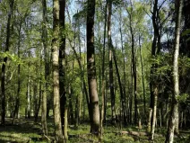 Prodej lesa, Řepín, 5226 m2