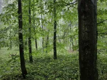 Prodej podílu lesa, Pustiměř, 1292 m2
