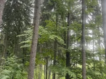 Prodej podílu lesa, Velké Hamry, 1819 m2