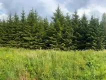Prodej lesa, Stařeč, Horní, 15237 m2