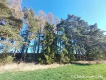 Prodej lesa, Čáslavsko, 1351 m2