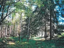 Prodej lesa, Česká Bělá, 1714 m2