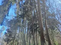 Prodej lesa, Strmilov, 424 m2