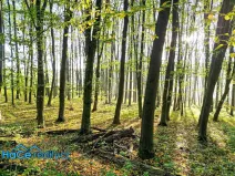 Prodej lesa, Solnice, 5655 m2