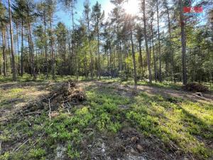 Prodej lesa, Boršov nad Vltavou, 6271 m2