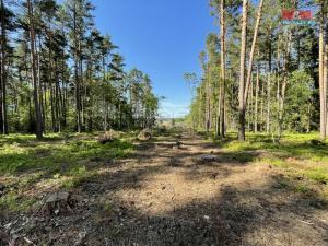 Prodej lesa, Boršov nad Vltavou, 6271 m2