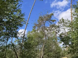 Prodej lesa, Svatý Mikuláš, 11652 m2