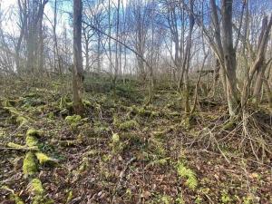 Dražba pozemku pro bydlení, Staré Město pod Landštejnem, 1074 m2