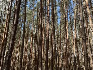 Prodej lesa, Náměšť nad Oslavou, 16948 m2