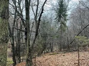 Prodej lesa, Velká Polom, 3834 m2