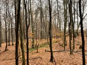 Prodej lesa, Velká Polom, 3834 m2