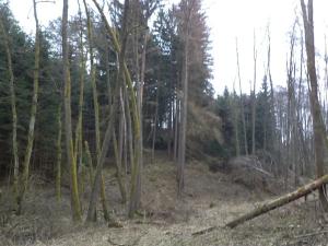 Dražba lesa, Ludkovice, 5834 m2