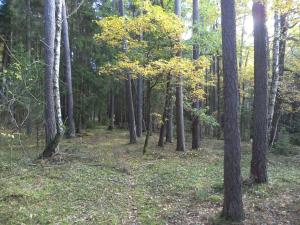 Prodej lesa, Římov - Dolní Stropnice, 32512 m2