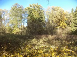 Dražba lesa, Římov, 2102 m2
