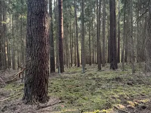 Prodej lesa, Hluboká nad Vltavou, 18006 m2