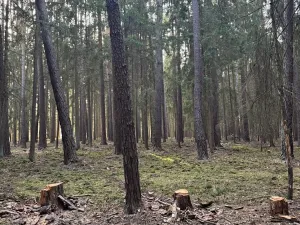 Prodej lesa, Hluboká nad Vltavou, 18006 m2
