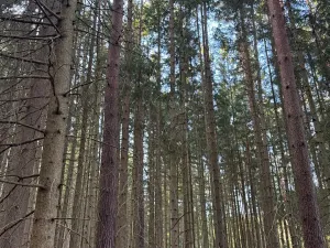 Prodej lesa, Hluboká nad Vltavou, 18006 m2